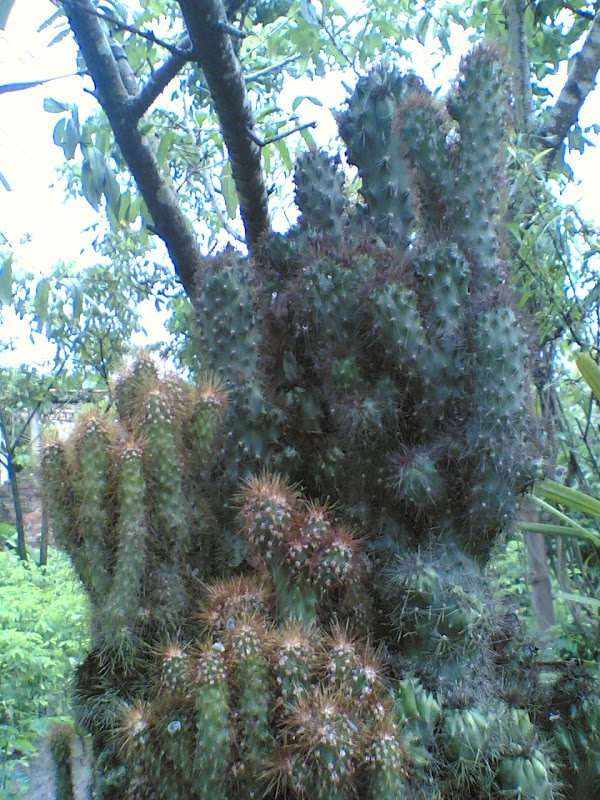 Phúc Lâm