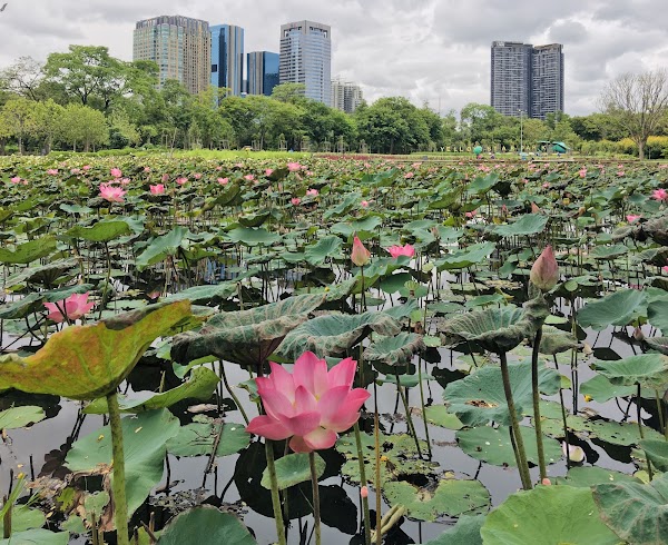 Wachirabenchathat Park (Rot Fai Park) 3