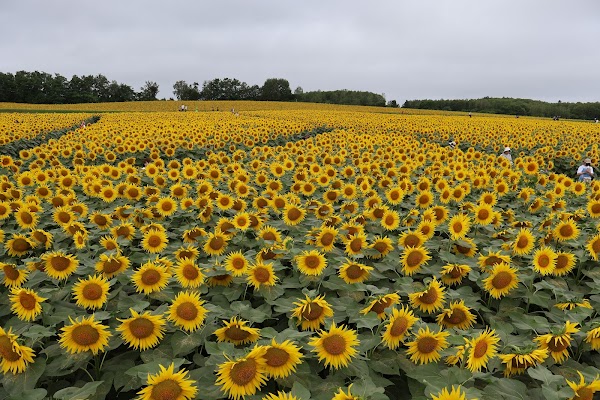 Hokuryu Sunflower Village 1
