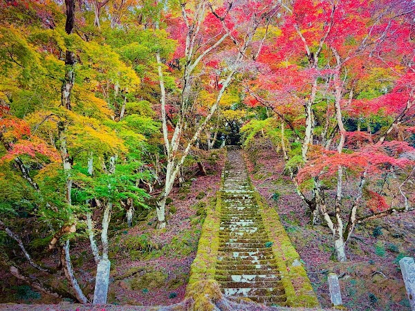 Goryo Momiji (Goryo Shrine) 1
