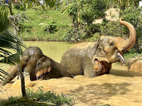 Following Giants Koh Lanta Ethical Elephant Sanctuary