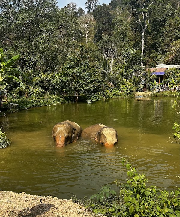 Following Giants Koh Lanta Ethical Elephant Sanctuary 5
