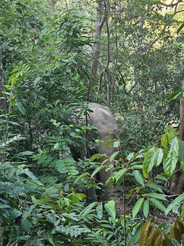 Following Giants Koh Lanta Ethical Elephant Sanctuary 3