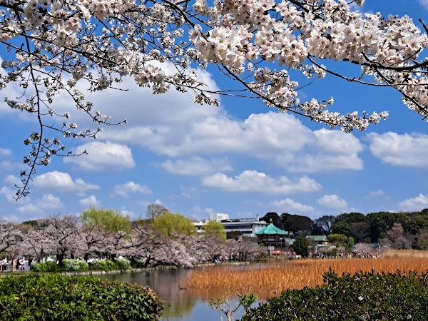 Statue of Saigō, Ueno Park 2