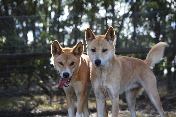 Dingo Discovery Sanctuary, Research and Education Centre 5