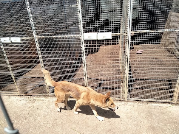 Dingo Discovery Sanctuary, Research and Education Centre 3