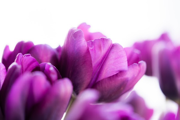 Araluen Botanic Park 1