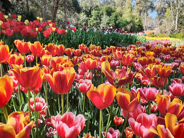 Araluen Botanic Park 5