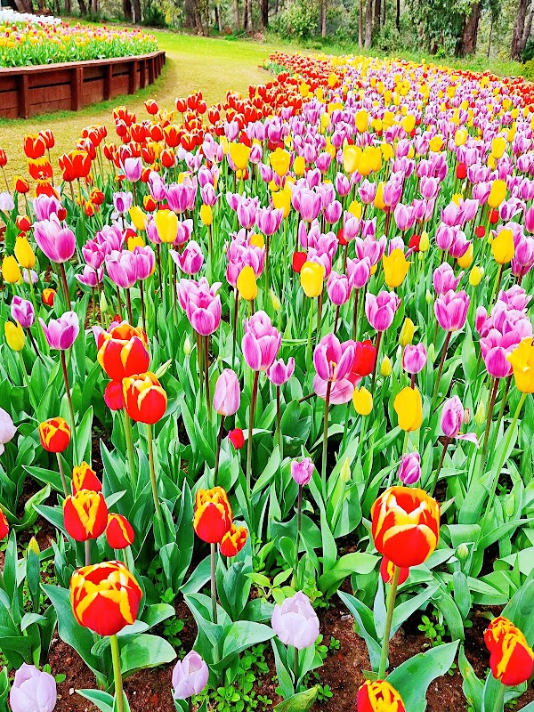 Araluen Botanic Park 3