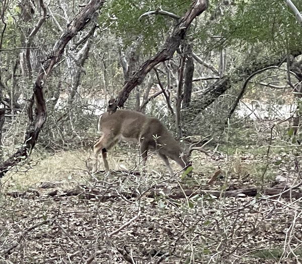 Salado Creek Greenway 1
