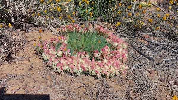 Shire of Perenjori