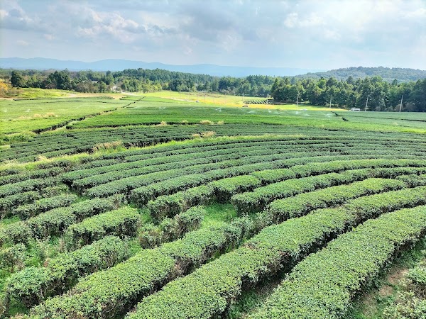 Singha Park Chiang Rai 5