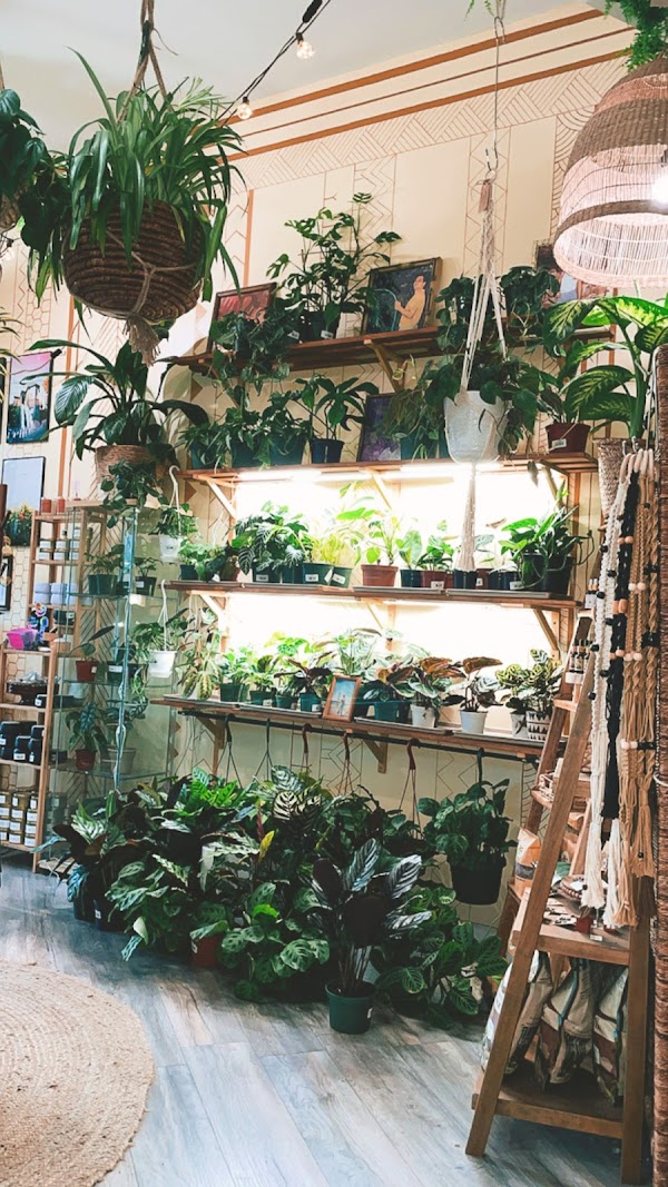 Pamana Plantas 4