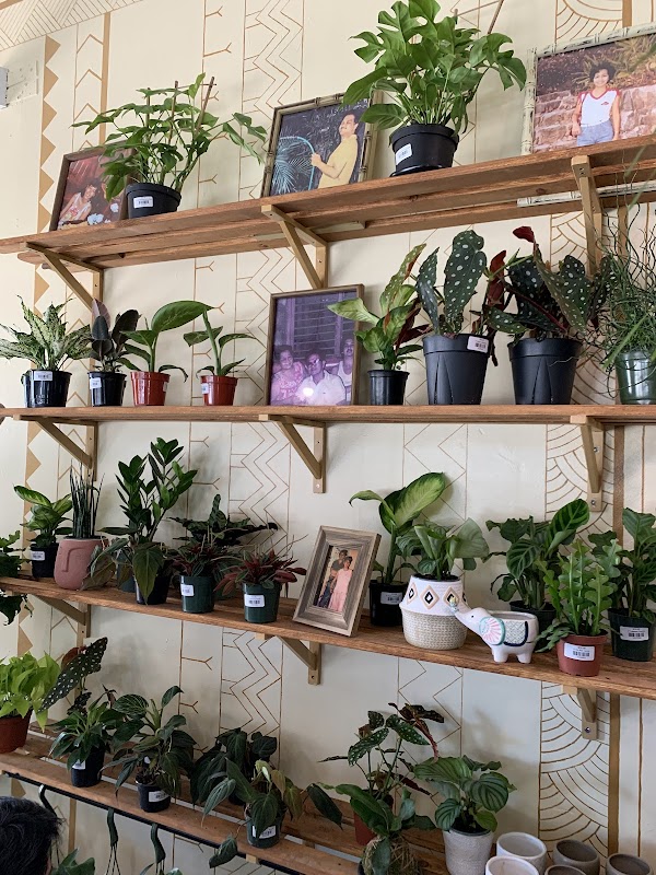 Pamana Plantas 3