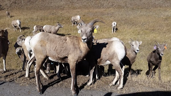 Sheeps Sanctuary 3