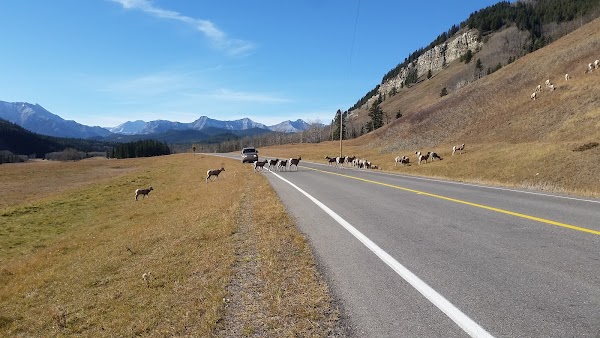 Sheeps Sanctuary 2