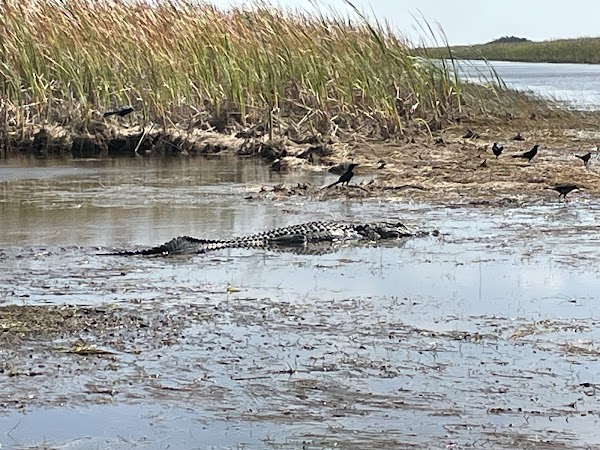 Sawgrass Recreation Park 3