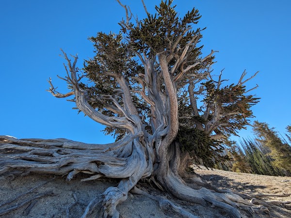 Cedar Breaks National Monument 5