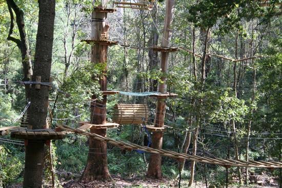 Treetops Adventure Belgrave 5