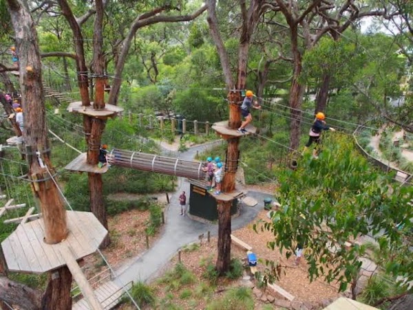 Treetops Adventure Belgrave 4