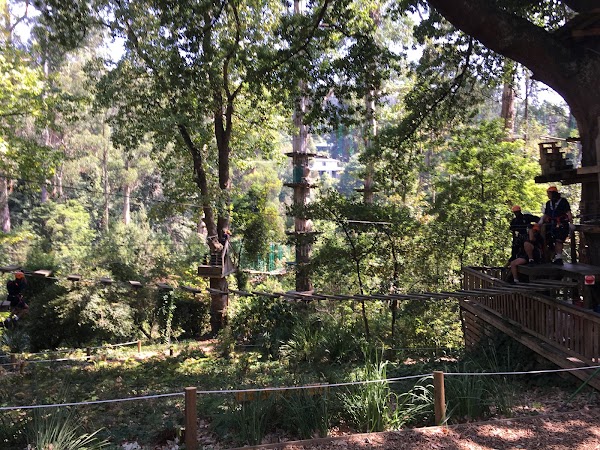 Treetops Adventure Belgrave 3