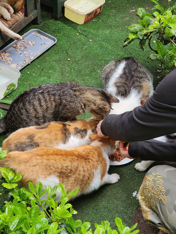 Cat Park 1