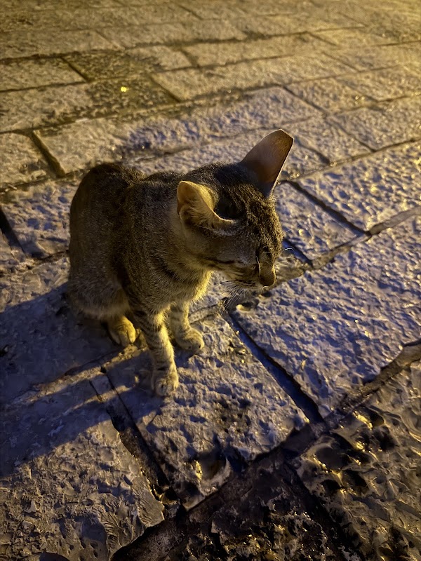 Cat Park 5