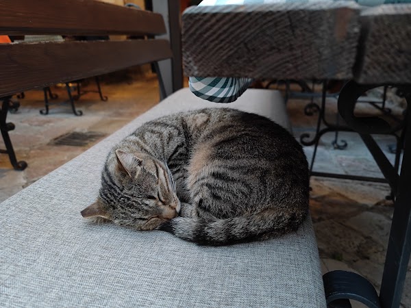 Cat Park 4