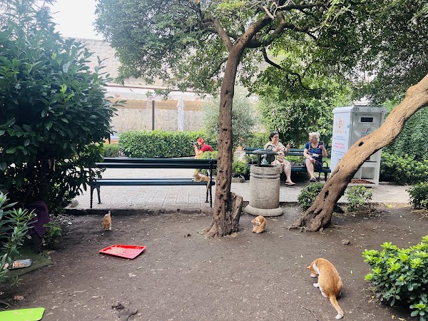 Cat Park 3