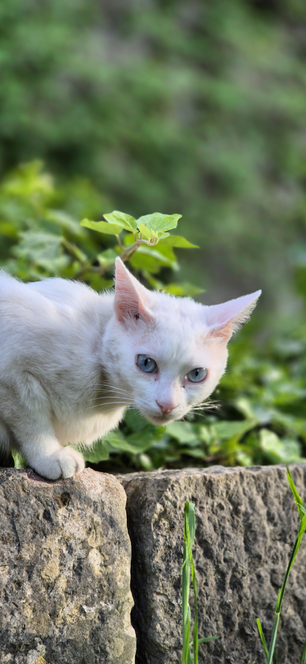 Cat Park 2