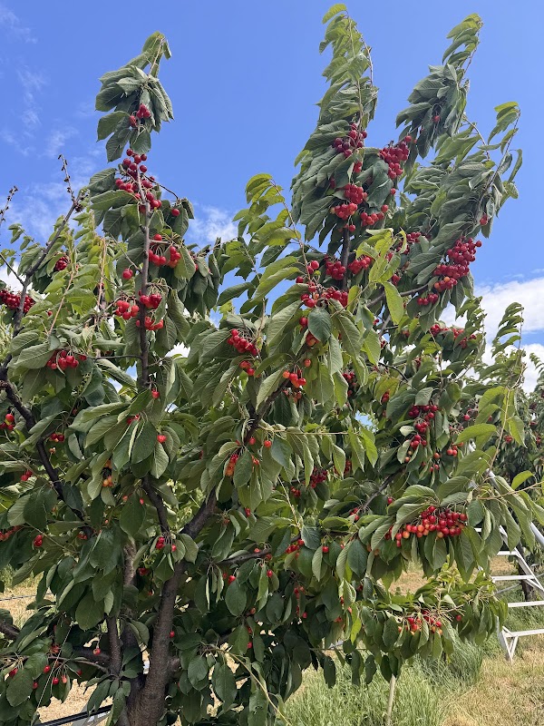 Hood River U-Pick Organic