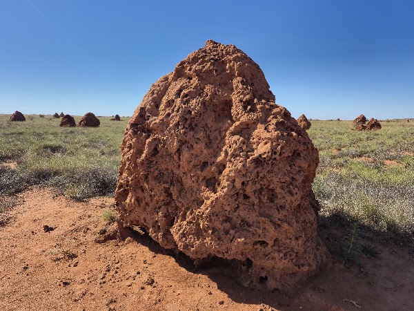 Termite Mound viewing area