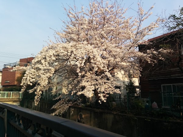 Nakai