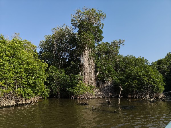 Bioluminiscencia Laguna Manialtepec 5