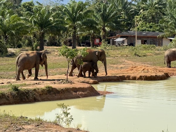 Following Giants Krabi / Ao Nang Ethical Elephant Sanctuary 1