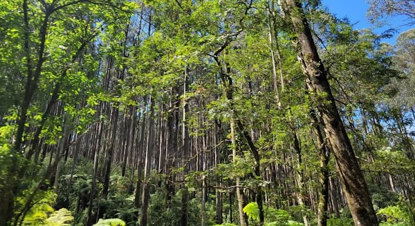 Black Spur Drive 5
