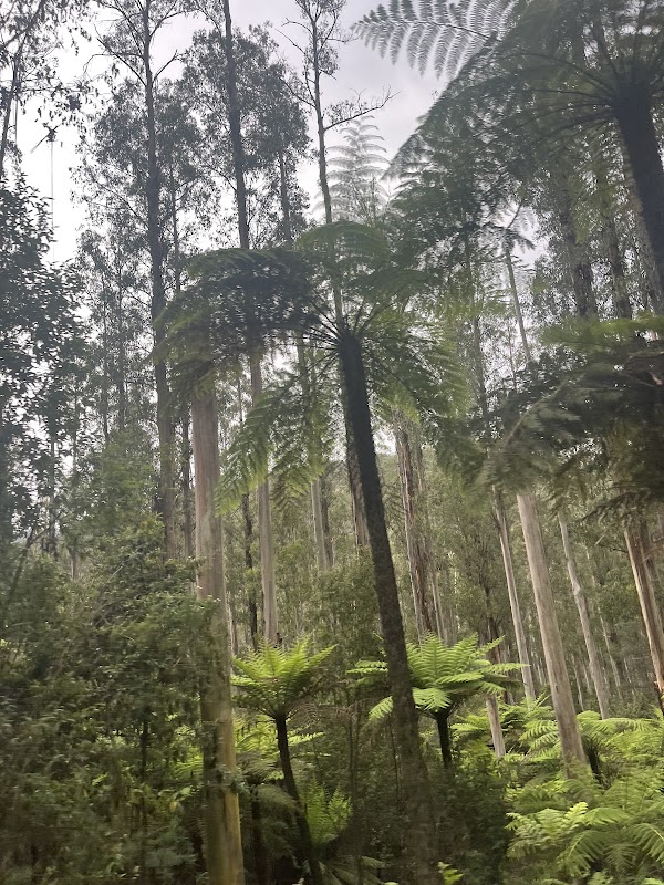 Black Spur Drive 4