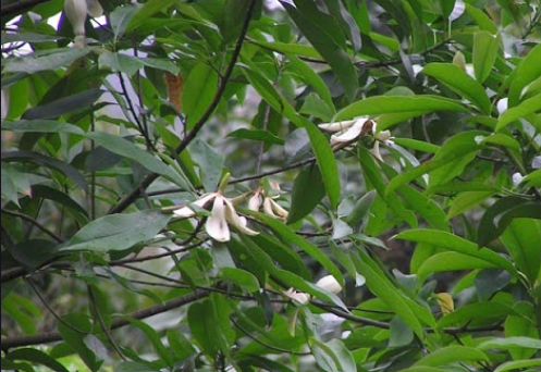 Vietnam 44