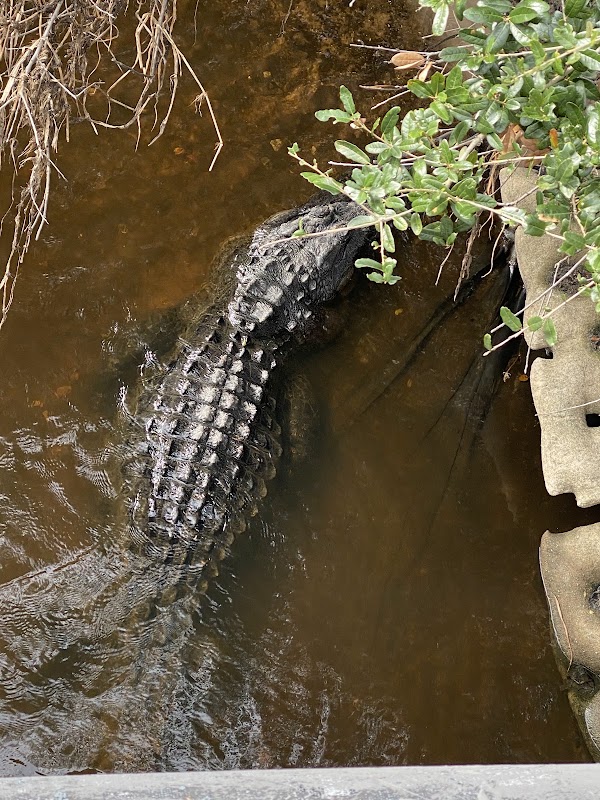 Myakka River