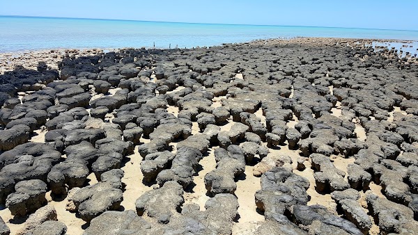 Hamelin Pool
