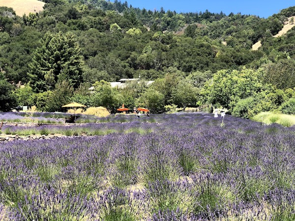 Matanzas Creek Winery 5