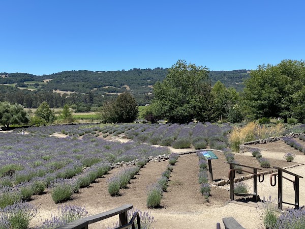 Matanzas Creek Winery 4