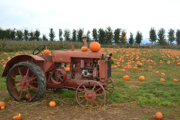 Taves Farms 5