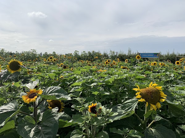 Taves Farms 3