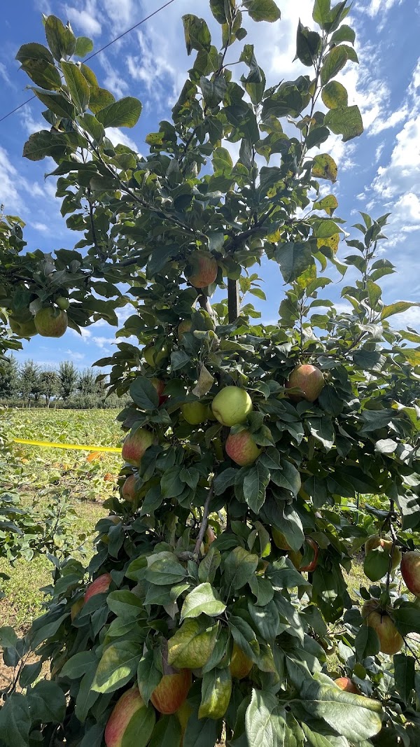 Taves Farms 2