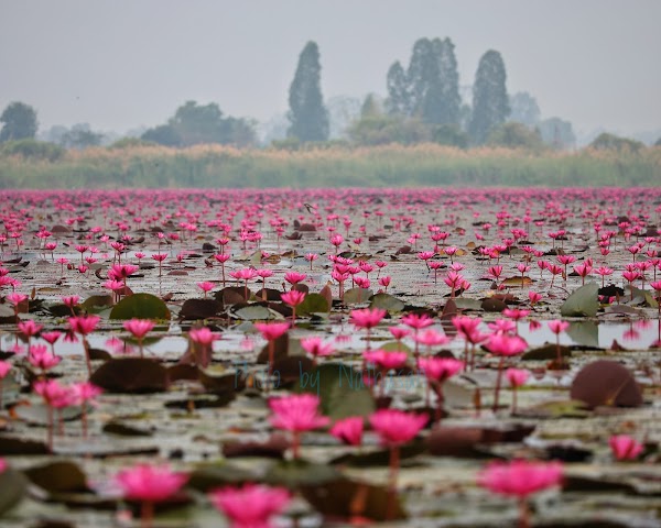 Nong Han Kumphawapi Lake