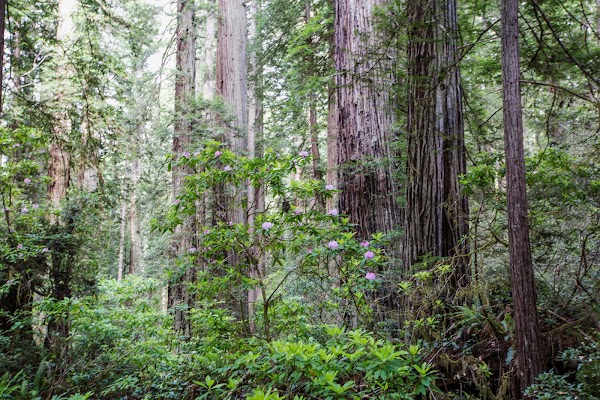 Lady Bird Johnson Grove Trail