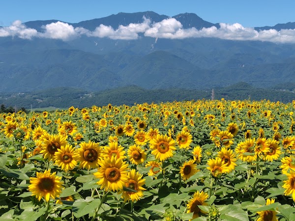 Akeno Sunflower Field