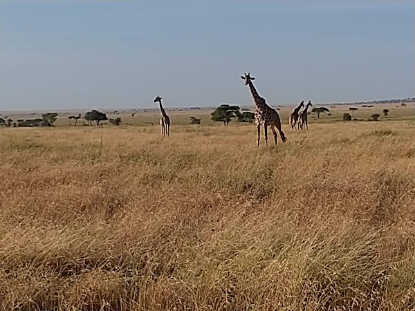 Serengeti 5