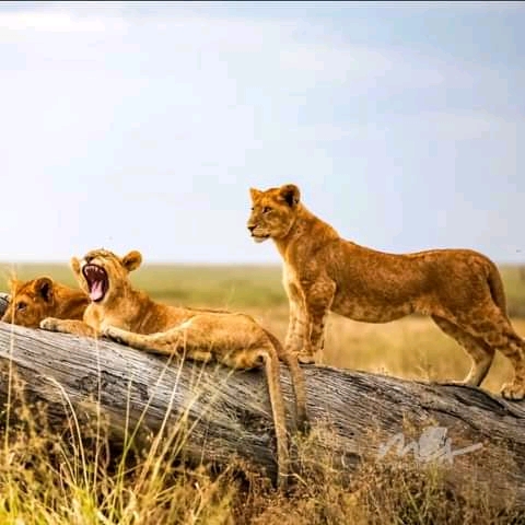 Serengeti 4